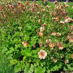 vaste planten voor de bijen en vlinders aangeboden, Ophalen, Vaste plant, Overige soorten