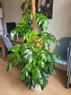 Prachtige Epipremnum Pinnatum Variegata, Huis en Inrichting, Kamerplanten, Ophalen, 100 tot 150 cm, Overige soorten, Halfschaduw