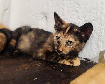 Jarela, Kitty 14-5-25 gered uit een winkel helemaal alleen beschikbaar voor biedingen