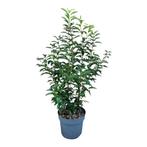 Portugese laurier prunus lusitanica angustifolia 60/80, Ophalen of Verzenden, Laurier, Minder dan 100 cm