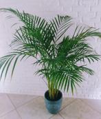 Kamer Plant  Areca  in een Pot, 100 tot 150 cm, Overige soorten, In pot, Groene kamerplant