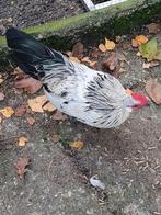 2 mooie Bassett hanen Zilverkwartel, Dieren en Toebehoren, Mannelijk, Kip