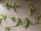 Graslelie of spinnenplant stekjes te koop, Ophalen of Verzenden, Overige soorten, Minder dan 100 cm