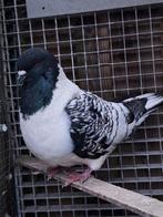 Strasser doffer met zoon, Dieren en Toebehoren, Vogels | Duiven, Mannelijk