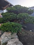 Japanse Cipres Niwaki Tuinbonsai, Tuin en Terras, Ophalen, Bloeit niet, Halfschaduw, Overige soorten