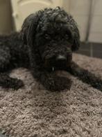 Vakantie Oppas Labradoodle gevraagd, Ophalen of Verzenden