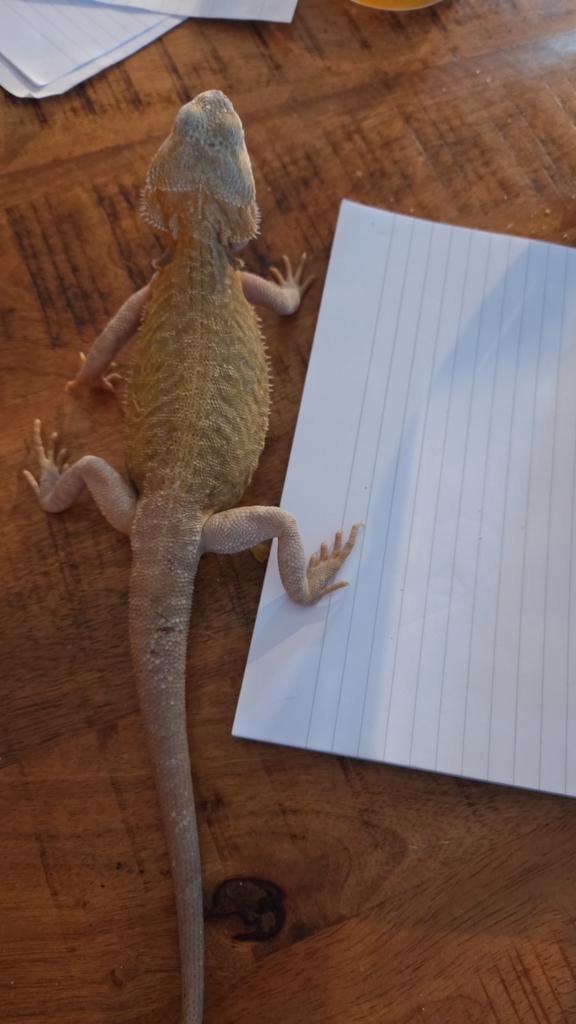 Mannelijke baardagaam te koop van Juni 2025