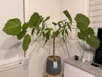 Ficus umbellata plant met pot, Huis en Inrichting, Kamerplanten, Ophalen, Ficus, 100 tot 150 cm, In pot