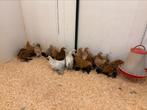 Sabelpoot, Dieren en Toebehoren, Meerdere dieren, Kip