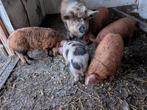 kune kune biggen, Dieren en Toebehoren, Schapen, Geiten en Varkens, Meerdere dieren, Varken, 0 tot 2 jaar