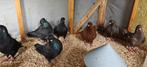 Kingduiven, Meerdere dieren, Overige soorten