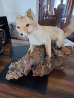 Taxidermie prachtige poolvos in topstaat, Ophalen, Zo goed als nieuw, Opgezet dier