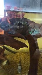 Cichliden, Dieren en Toebehoren, Vissen | Aquariumvissen, Vis