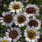 Zaden Chrysanthemum carinatum Cockade, Verzenden, Voorjaar, Volle zon, Zaad