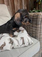 Standaard Ruwhaar Teckel Pups met FCI Stamboom, Dieren en Toebehoren, Honden | Teckels en Dashonden, Standaard, Nederland, CDV (hondenziekte)
