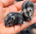 Gezocht Russiche dwerghamster, Dieren en Toebehoren, Hamster, Juni, Geslacht onbekend, Tam