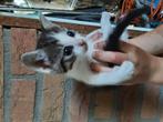 3 kittens, Dieren en Toebehoren, Katten en Kittens | Overige Katten, Poes, Kortharig, 0 tot 2 jaar