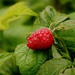 LEKKERE Herfst framboos 'Autumn Bliss' 2X OOGST, Tuin en Terras, Ophalen, Overige soorten, Minder dan 100 cm