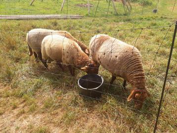 Coburger Fuchs ooien en gezelschapsram beschikbaar voor biedingen