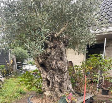️️❗️Actie️️️️️️❗️ Tekoop olijfboom Olea europea beschikbaar voor biedingen