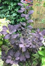 pruikenboom /  Cotinus coggygria 'Royal Purple'  95 cm., Huis en Inrichting, Ophalen, Buiten