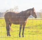 Geiten- paardengaas 100cm 11d. 25m Verzinkt, Dieren en Toebehoren, Stalling en Weidegang