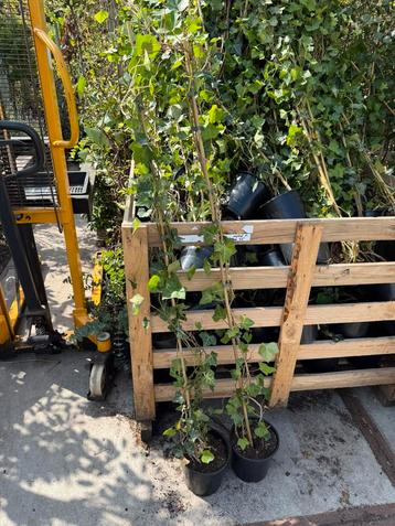 Hedera  wij gaan op vakantie en nemen niet mee hedera 150 cm beschikbaar voor biedingen