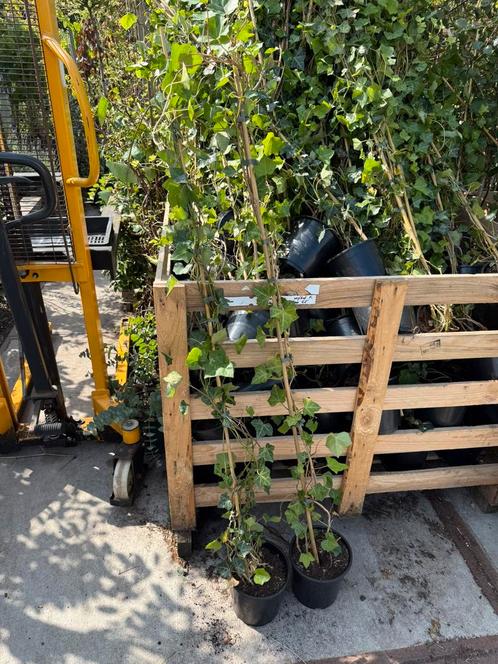Hedera  wij gaan op vakantie en nemen niet mee hedera 150 cm, Tuin en Terras, Planten | Tuinplanten, Vaste plant, Klimplanten