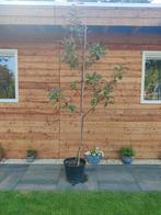 Photinia boom, Ophalen of Verzenden, Zo goed als nieuw, Minder dan 3 meter
