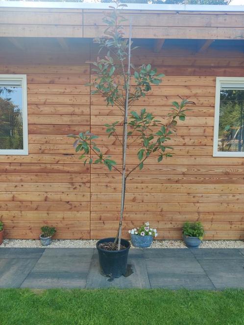Photinia boom, Tuin en Terras, Schuttingen, Zo goed als nieuw, Minder dan 3 meter, Ophalen of Verzenden