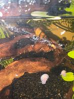 Posthoorn slakken rood en bruin groot en klein, Dieren en Toebehoren, Slak of Weekdier, Zoetwatervis