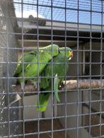 Geelwang Amazone, Dieren en Toebehoren, Vogels | Parkieten en Papegaaien, Geslacht onbekend, Papegaai, Tam