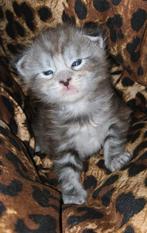 Maine coon katertje met stamboom kampioen lijnen, Dieren en Toebehoren, Kater, Met stamboom, 0 tot 2 jaar