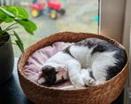 Katertje van 4 maanden te koop., Dieren en Toebehoren, Katten en Kittens | Overige Katten, Kater