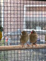 Binsenastrildes, Dieren en Toebehoren, Meerdere dieren