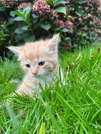 Prachtige super lieve kittens van de boerderij, Dieren en Toebehoren, Meerdere dieren, Kortharig, 0 tot 2 jaar