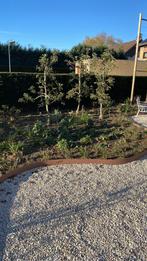 30 jaar oude perenbomen en appelbomen te koop., Tuin en Terras, Planten | Bomen, Ophalen, Zomer, Volle zon, Overige soorten