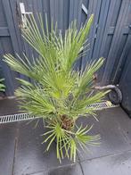 planten, Ophalen, Zomer, Overige soorten, Volle zon