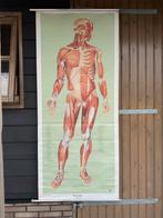 Vintage anatomische schoolplaat “Muskeln (Vorderseite)” 1961, Ophalen of Verzenden, Natuur en Biologie