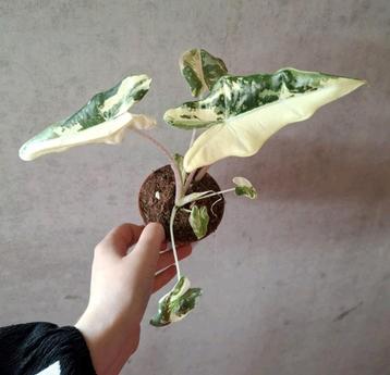 Alocasia Sarian Albo Variegata  beschikbaar voor biedingen