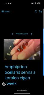 Anemoonvisjes eigen kweek, Dieren en Toebehoren, Ophalen of Verzenden, Zo goed als nieuw