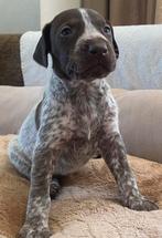 Duitse Staande Korthaar Pups, Duitse Staande hond, CDV (hondenziekte), 8 tot 15 weken, Meerdere
