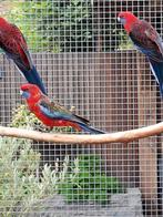 Penant pop, Dieren en Toebehoren, Vrouwelijk, Parkiet, Geringd