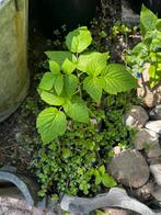 Te koop: diverse kleine frambozenstruiken, Ophalen, Zomer