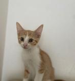 Mooie  rode kittens   TE KOOP  )mogen per direct mee, Dieren en Toebehoren, Katten en Kittens | Raskatten | Korthaar, Meerdere dieren