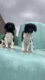 te koop: 2 hele mooie raszuivere friese stabij pups, Dieren en Toebehoren, Overige rassen, 8 tot 15 weken, CDV (hondenziekte)