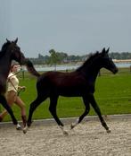 Mooi zwart hengstveulen, Dieren en Toebehoren, Paarden, Hengst, Minder dan 160 cm, Dressuurpaard, 0 tot 2 jaar