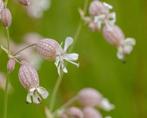 Blaassilene, Tuin en Terras, Planten | Tuinplanten, Zomer, Vaste plant, Overige soorten, Ophalen