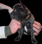 Pups teefjes, Overige rassen, 8 tot 15 weken, Teef, Meerdere