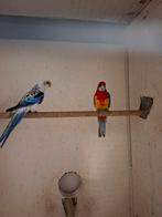 Koppel rosella's, Dieren en Toebehoren, Vogels | Parkieten en Papegaaien, Meerdere dieren, Parkiet, Geringd